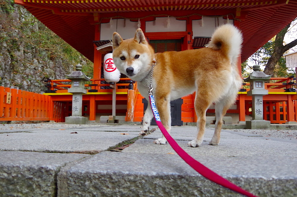 跨界巅峰对决,浓眉统治攻防两端,辽宁队闪电战术击溃掘金