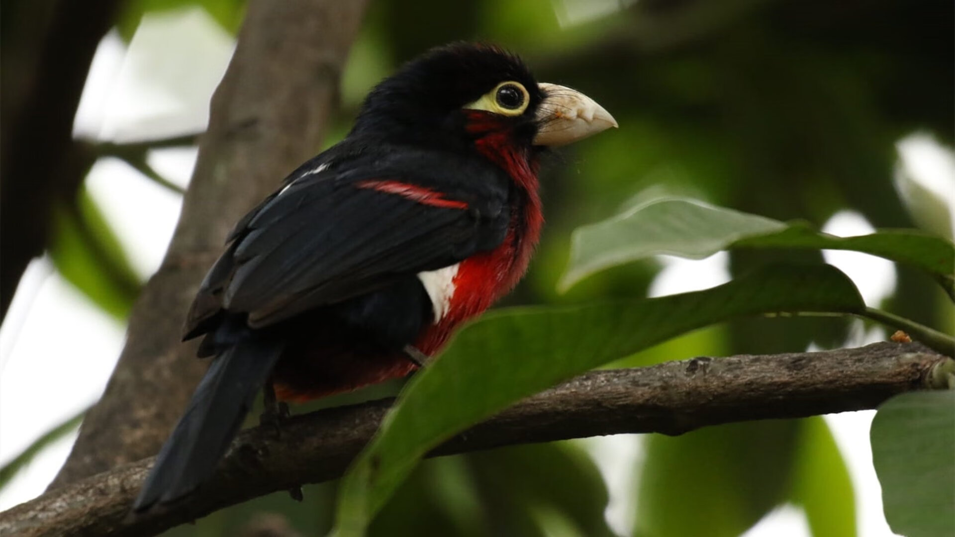 防线的耻辱，莱比锡红牛的铁蹄下，芬兰足球梦魇中那个无法阻挡的名字—凯塞多