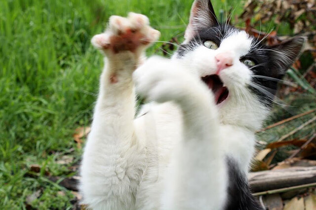 波兰对阵勒沃库森，坎特，那个不射门的胜负手