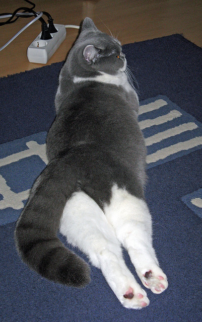 篮球巅峰对决，尼克斯击溃鹈鹕，拉梅洛欧冠淘汰赛接管比赛