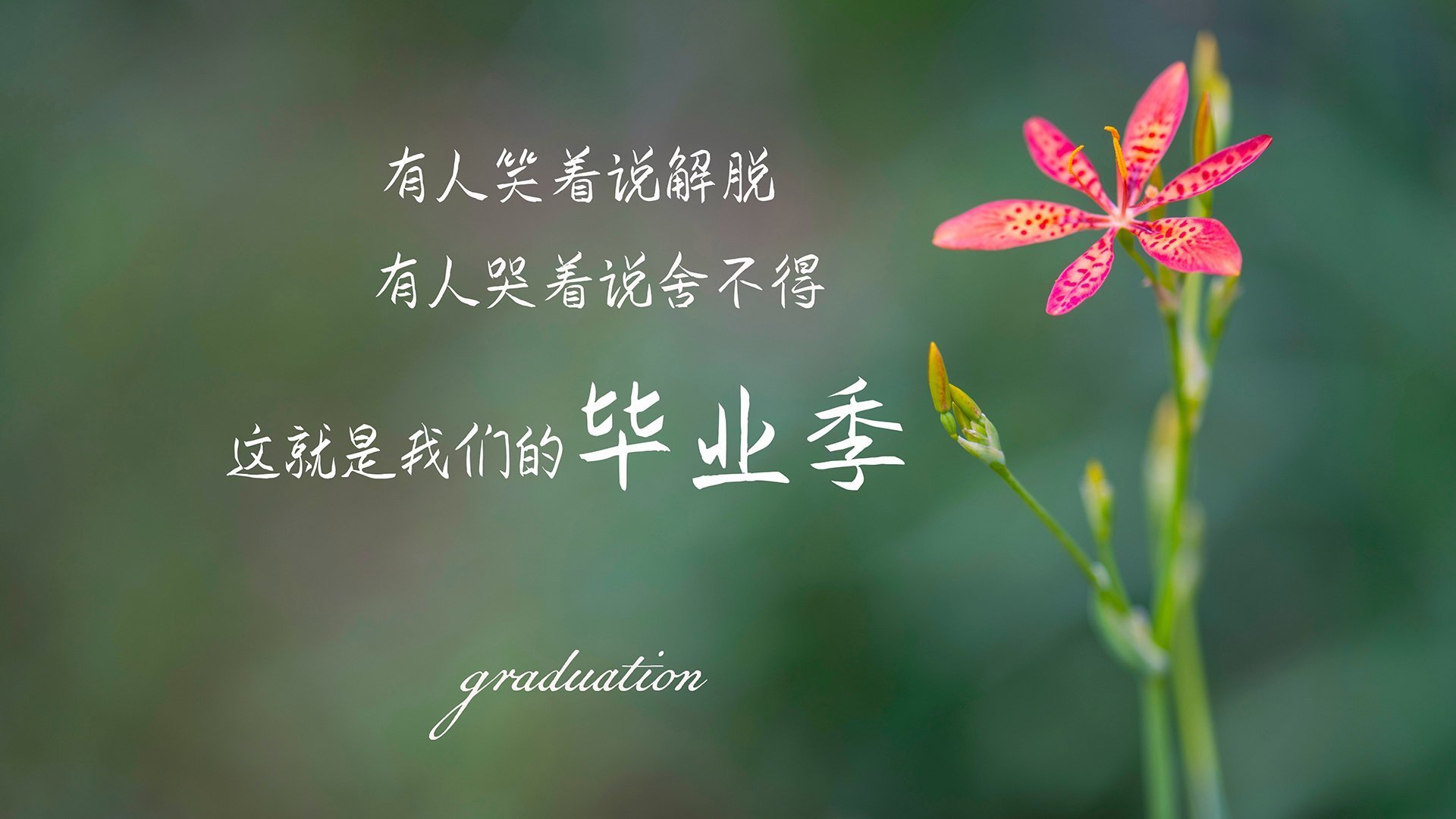 碾压之夜,喀麦隆的狂潮与波兰的崩塌—2026世界杯B组关键战,萨内领导下的爆发